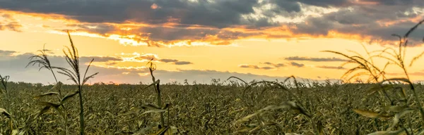 Puesta Sol Sobre Cultivo Maíz Seco — Foto de Stock