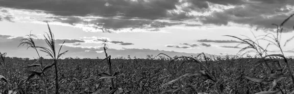 Закат Над Сухим Кукурузным Полем — стоковое фото