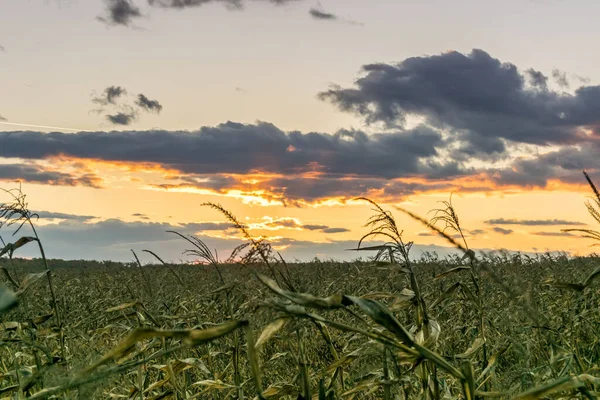 Pôr Sol Sobre Campo Milho Seco — Fotografia de Stock