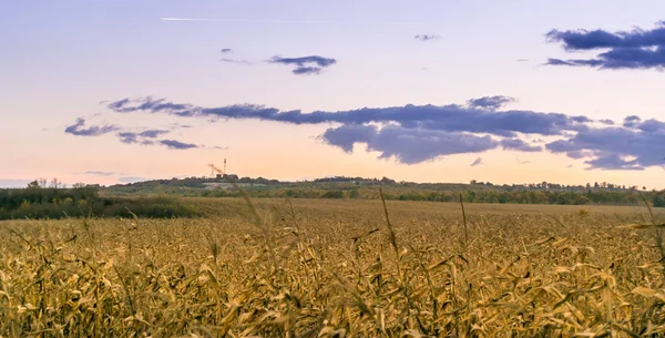 Pôr Sol Sobre Campo Milho Seco — Fotografia de Stock