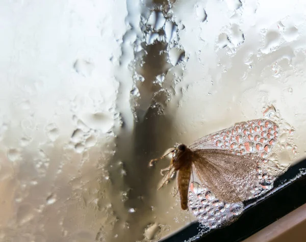 Butterflu Sitting Sweaty Glass Window — Stockfoto