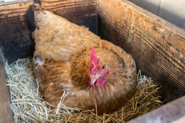 Zblízka Kuřat Farmě — Stock fotografie