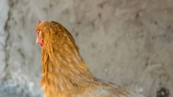 Gros Plan Poulet Ferme — Photo