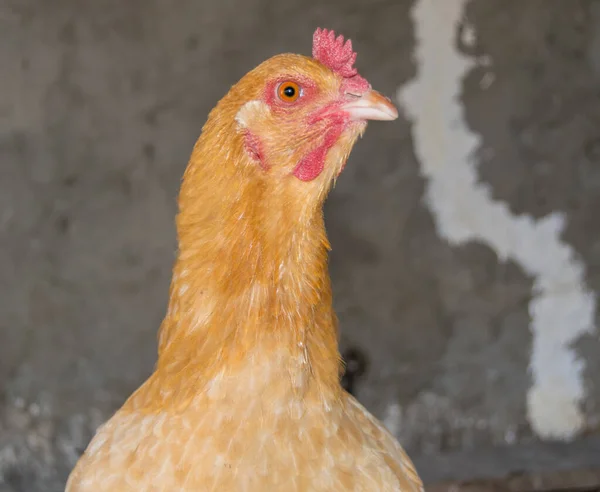 Gros Plan Poulet Ferme — Photo