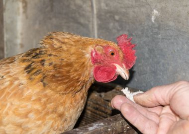 Erkek eliyle kahverengi bir tavuğu beslerken.