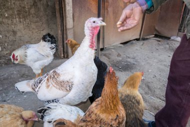 male hand feeding his animals on the farm