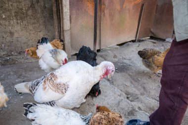 Bahçede beyaz hindi ve tavuk yakın çekim çekim