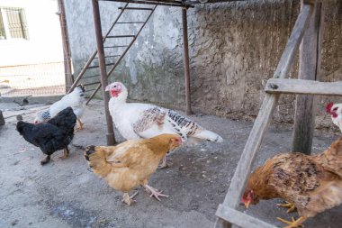 Köyün bahçesinde tavuk otlatıyor. 