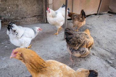 Köyün bahçesinde tavuk otlatıyor. 