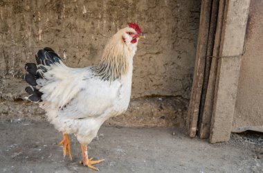 Beyaz horoz köy bahçesinde