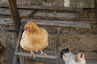 Köyün bahçesinde tavuk otlatıyor.