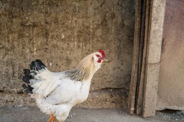 Beyaz horoz köy bahçesinde