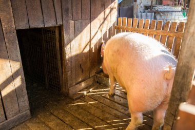 Domuz ağılındaki şirin domuzun manzarasını kapat.