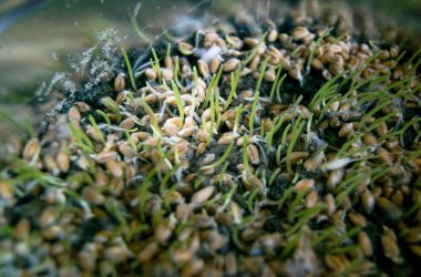 sprouted grains of wheat, close up view