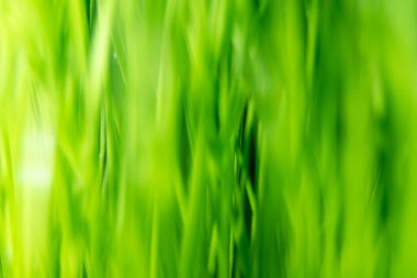 Koyu ve açık arasında yeşil buğday sapları