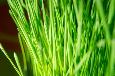 Koyu ve açık arasında yeşil buğday sapları