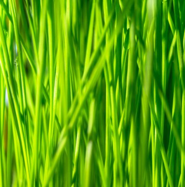 Koyu ve açık arasında yeşil buğday sapları