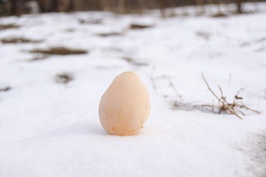 Kış mevsiminde donmuş yumurta kar yüzeyinde