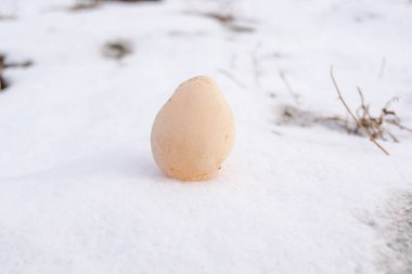 Kış mevsiminde donmuş yumurta kar yüzeyinde
