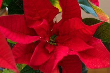 red poinsettia flower, close up view