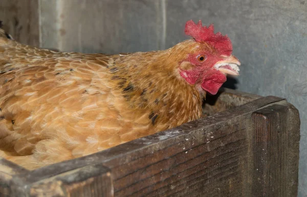 Großaufnahme Von Hühnern Auf Dem Bauernhof — Stockfoto