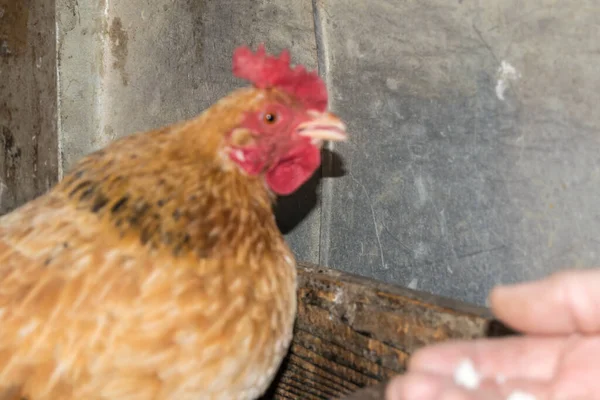 Nahaufnahme Einer Männlichen Hand Die Ein Braunes Huhn Füttert — Stockfoto
