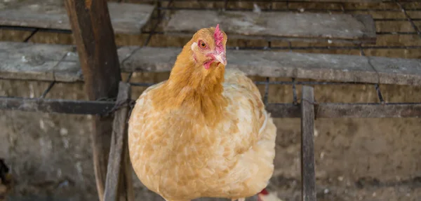 Zblízka Kuřat Farmě — Stock fotografie