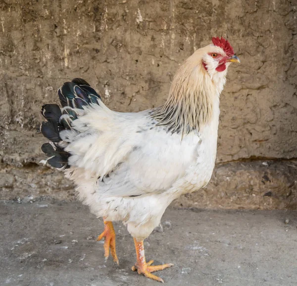 Bílý Kohout Zahrádce Vesnice — Stock fotografie