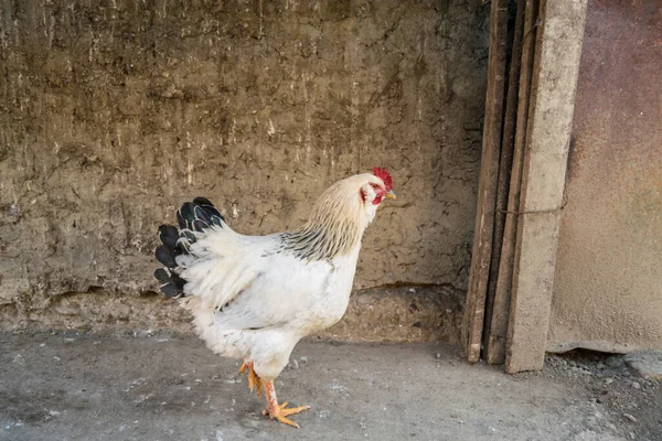 Gallo Blanco Patio Del Pueblo — Foto de Stock