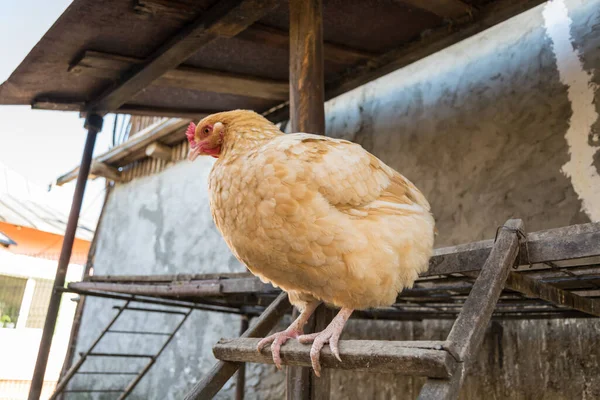 Zblízka Kuřat Farmě — Stock fotografie