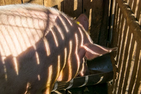 close up view of cute pig at the pigpen