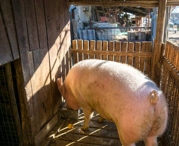 Nærbilde Den Søte Grisen Ved Grisebingen – stockfoto