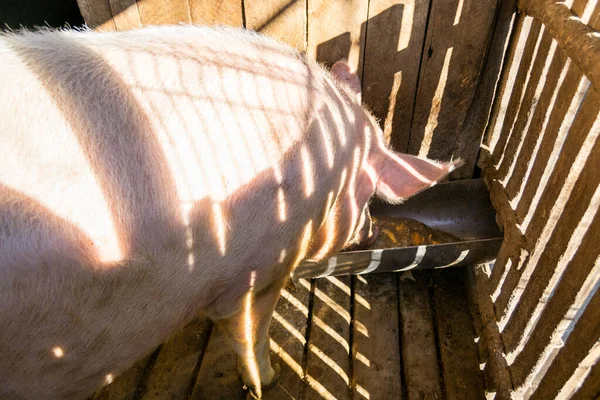 Στενή Άποψη Του Χαριτωμένο Γουρούνι Στο Χοιροστάσιο — Φωτογραφία Αρχείου