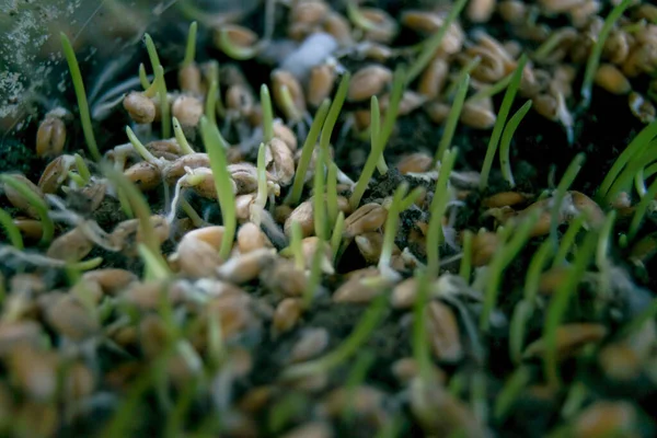 Sprouted Grains Wheat Close View — Photo