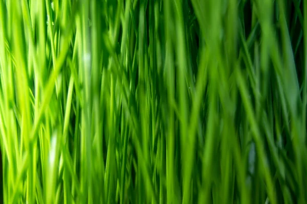 Stalks Green Wheat Dark Light — Stock Photo, Image