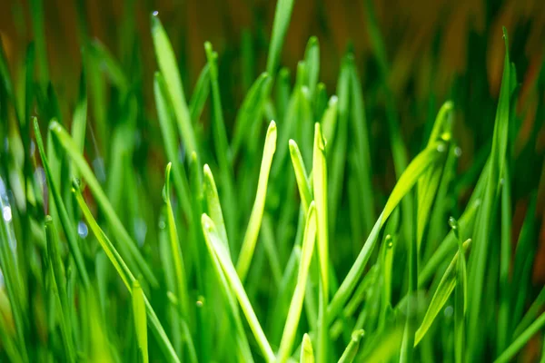 Tiges Blé Vert Entre Foncé Clair — Photo