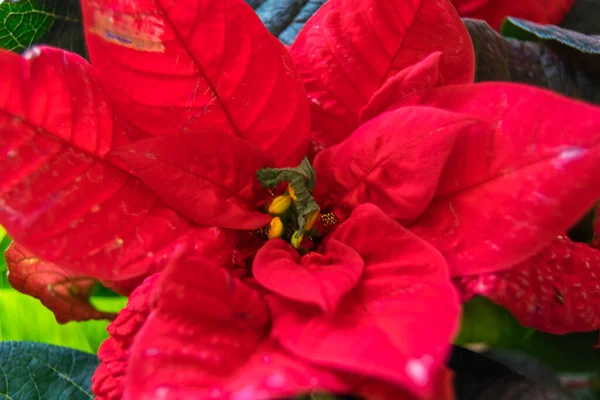 Red Poinsettia Flower Close View — Stok fotoğraf