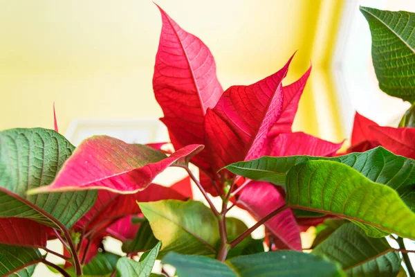 Red Poinsettia Flower Close View — Foto Stock
