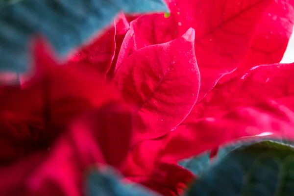 Red Poinsettia Flower Close View — Stok fotoğraf
