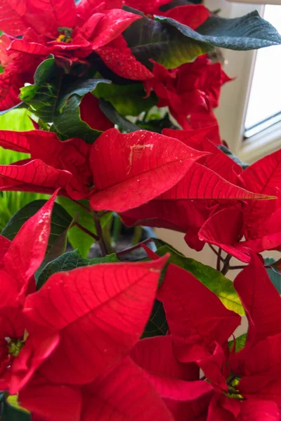 Red Poinsettia Flower Close View — 스톡 사진