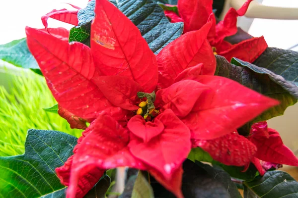 Червона Квітка Пуансетії Крупним Планом — стокове фото