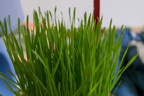 Green Grass Growing Pot — Photo