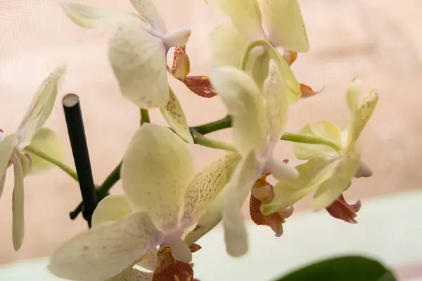 Beautiful Orchid Flowers Floral Concept —  Fotos de Stock