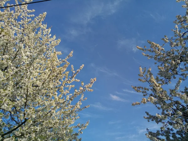 Albero Ciliegio Bianco Una Bella Giornata Primavera — Foto Stock