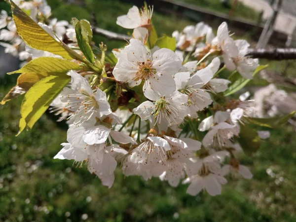 Białe Drzewo Wiśni Piękny Wiosenny Dzień — Zdjęcie stockowe