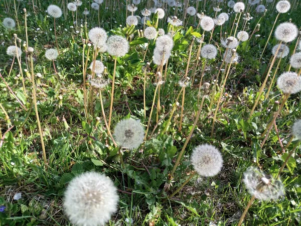 Trockener Löwenzahn Vorgarten Einen Sonnigen Tag — Stockfoto