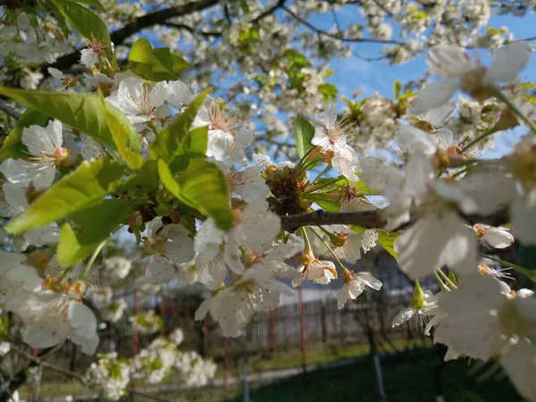 Albero Ciliegio Bianco Una Bella Giornata Primavera — Foto Stock