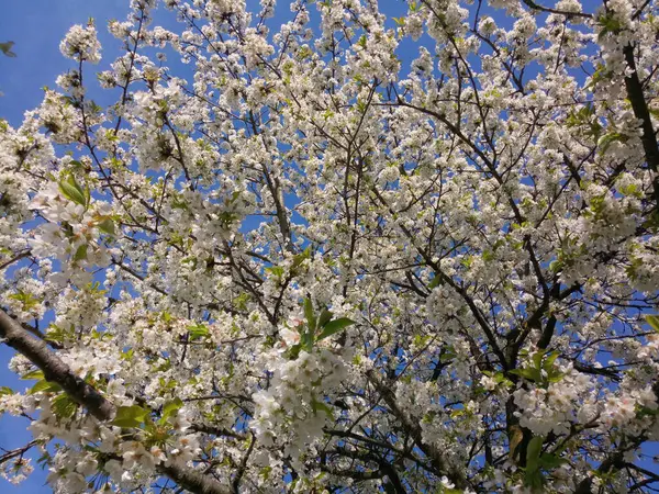 Albero Ciliegio Bianco Una Bella Giornata Primavera — Foto Stock