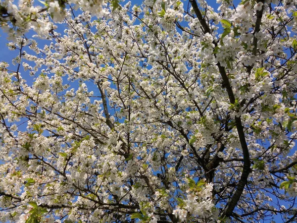 Albero Ciliegio Bianco Una Bella Giornata Primavera — Foto Stock