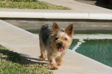 Küçük Yorkshire köpeği dilsiz yürüyor.